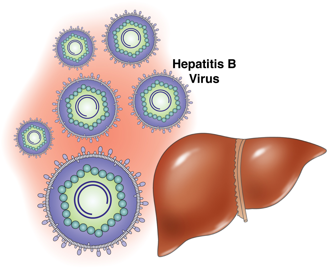 hepatitis b images